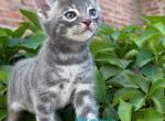 Cherruti - Bengal Kitten For Sale - Miami&comma; FL&comma; US