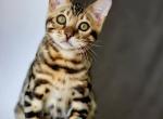 Robby - Bengal Kitten For Sale - Miami&comma; FL&comma; US