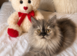 Paris - Persian Kitten For Sale - Orlando&comma; FL&comma; US