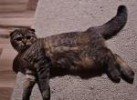 Lily - Scottish Fold Kitten For Sale - Chicago&comma; IL&comma; US