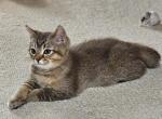 Stella - Scottish Straight Kitten For Sale - Chicago&comma; IL&comma; US