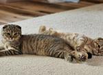 Luna - Scottish Fold Kitten For Sale - Chicago&comma; IL&comma; US