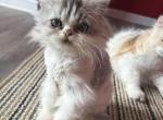 Persian Kitten - Persian Kitten For Sale - Brown Summit&comma; NC&comma; US