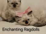 ENCHANTING Babies - Ragdoll Kitten For Sale - Dexter&comma; KY&comma; US