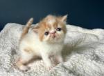 Gizmo - Persian Kitten For Sale - Arlington Heights&comma; IL&comma; US