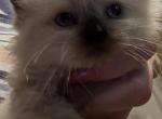 Jewels - Ragdoll Kitten For Sale - Cranston&comma; RI&comma; US