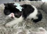 Milo - Persian Kitten For Sale - Arlington Heights&comma; IL&comma; US