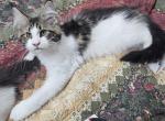 Maine coon kitten female - Maine Coon Kitten For Sale - 