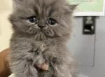 Rapunzel - Persian Kitten For Sale - NJ&comma; US
