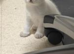 star - British Shorthair Kitten For Sale - Sugar Land&comma; TX&comma; US