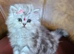 Princess Cleo - Persian Kitten For Sale - 