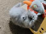 Raya - Persian Kitten For Sale - NJ&comma; US