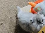Raya - Persian Kitten For Sale - NY&comma; US