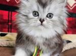 Oliver - Persian Kitten For Sale - 