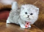 Prince Leo - Persian Kitten For Sale - Southbury&comma; CT&comma; US