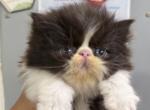 Lola - Persian Kitten For Sale - 