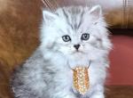 Sultan - Persian Kitten For Sale - Southbury&comma; CT&comma; US