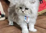 Romeo - Persian Kitten For Sale - Southbury&comma; CT&comma; US
