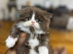 Ronaldo - Persian Kitten For Sale - 