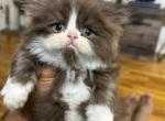 Ronaldo - Persian Kitten For Sale - NJ&comma; US
