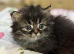 Molly - Minuet Kitten For Sale - Neosho&comma; MO&comma; US