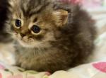 Milo - Minuet Kitten For Sale - Neosho&comma; MO&comma; US