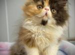 Truffles - Persian Kitten For Sale - NJ&comma; US