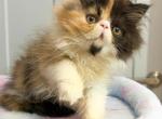 Truffles - Persian Kitten For Sale - NJ&comma; US