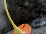 Juicy - Persian Kitten For Sale - NJ&comma; US
