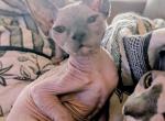 Electra - Sphynx Kitten For Sale - Alsip&comma; IL&comma; US