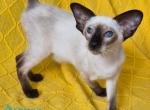 Hanny - Siamese Kitten For Sale - Hollywood&comma; FL&comma; US