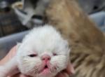 Persian - Persian Kitten For Sale - Wayland&comma; NY&comma; US