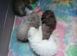 Persian - Persian Kitten For Sale - Wayland&comma; NY&comma; US