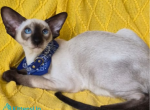 Hazel nut - Siamese Kitten For Sale - Hollywood&comma; FL&comma; US