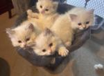 Ragdoll Lynx Kitten - Ragdoll Kitten For Sale - Marshall&comma; WI&comma; US