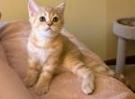 Miki - Scottish Straight Kitten For Sale - MA&comma; US