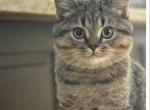 Happy - Scottish Straight Kitten For Sale - Atlanta&comma; GA&comma; US