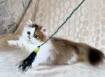 Yomar golden bicolor minuet munchkin short legs - Munchkin Kitten For Sale - TX&comma; US