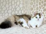 Yestin golden bicolor minuet munchkin short legs - Munchkin Kitten For Sale - TX&comma; US