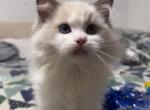 Angel - Ragdoll Kitten For Sale - Richmond&comma; TX&comma; US