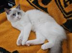 Dale - Ragdoll Kitten For Sale - Amherst&comma; NY&comma; US