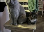 Astro & Lynx - Scottish Straight Cat For Adoption - Coats&comma; NC&comma; US
