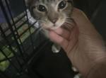 Abby - Bengal Kitten For Sale - Newark&comma; NJ&comma; US