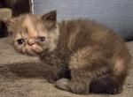 Chocolate Tortie Exotic Shorthair Girl - Exotic Kitten For Sale - 