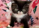 Tuxedo baby - Exotic Kitten For Sale - Oklahoma City&comma; OK&comma; US