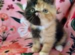 Calico baby girl - Exotic Kitten For Sale - Oklahoma City&comma; OK&comma; US