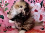 Calico Exotic Longhair - Persian Kitten For Sale - Oklahoma City&comma; OK&comma; US
