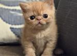 Red Exotic Shorthair Girl - Exotic Kitten For Sale - 
