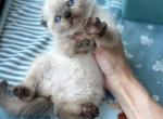 Lava - Scottish Fold Kitten For Sale - Los Angeles&comma; CA&comma; US