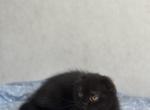 Kraken - Scottish Fold Kitten For Sale - Los Angeles&comma; CA&comma; US